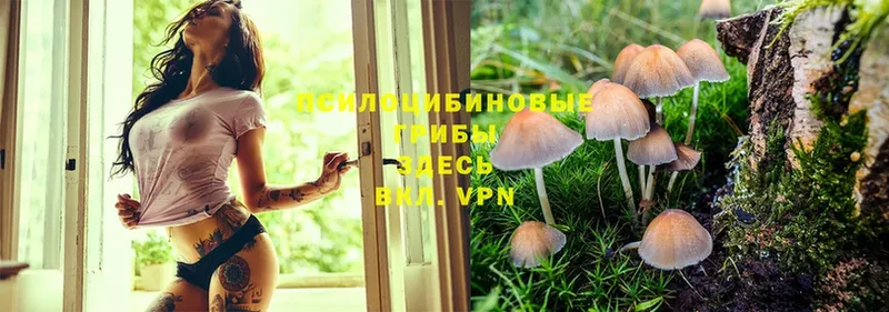 Псилоцибиновые грибы Psilocybe  Емва 